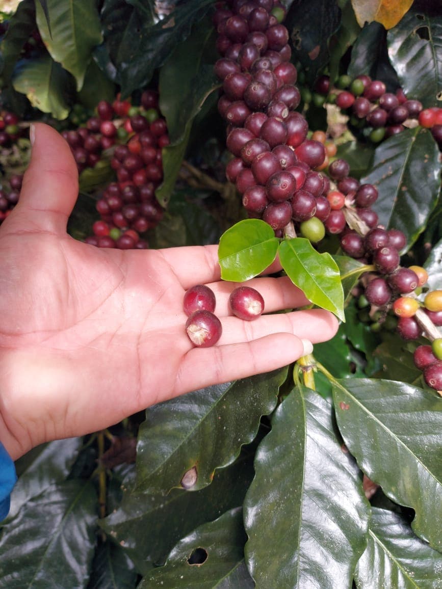 Product picture from PeruEsCafe.com