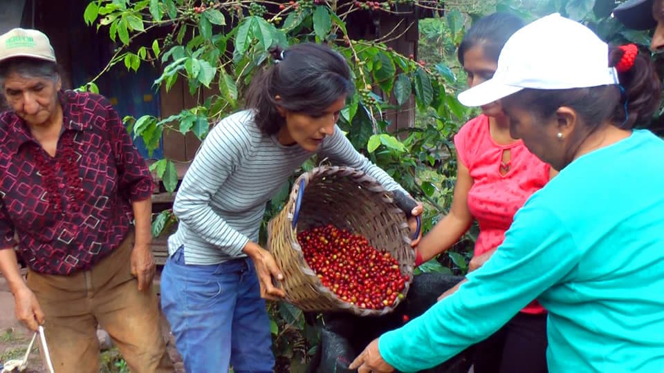 Picture for PeruEsCafe coffee producer.