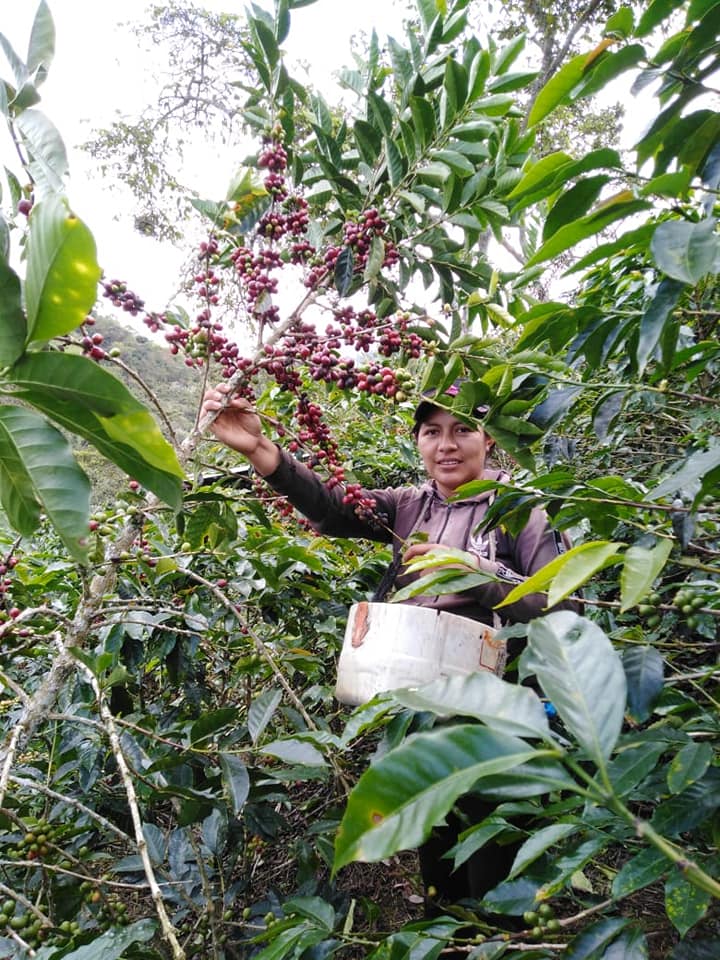 Picture for PeruEsCafe coffee producer.